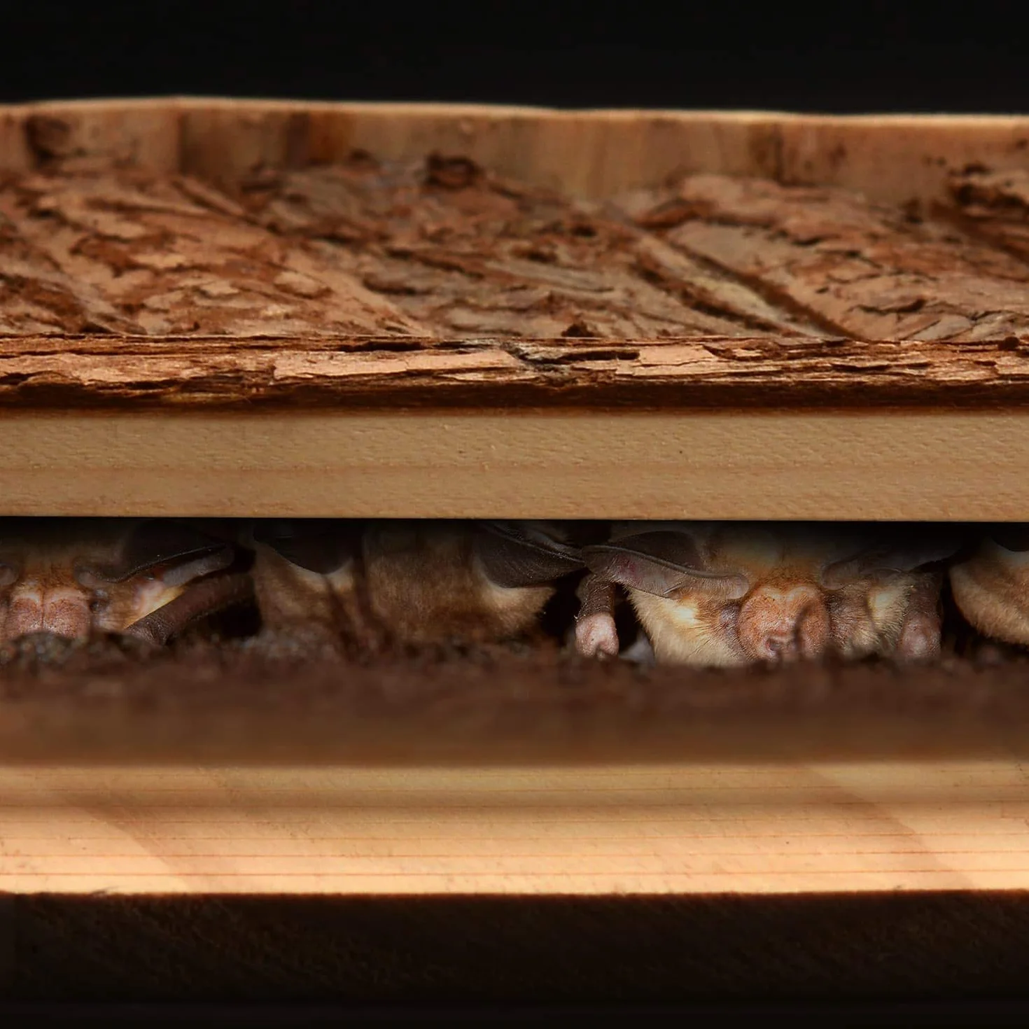 CKB LTD Abri extérieur en Bois pour Chauve-Souris Hôtel 30,5 x 6,5 x 46,5 cm