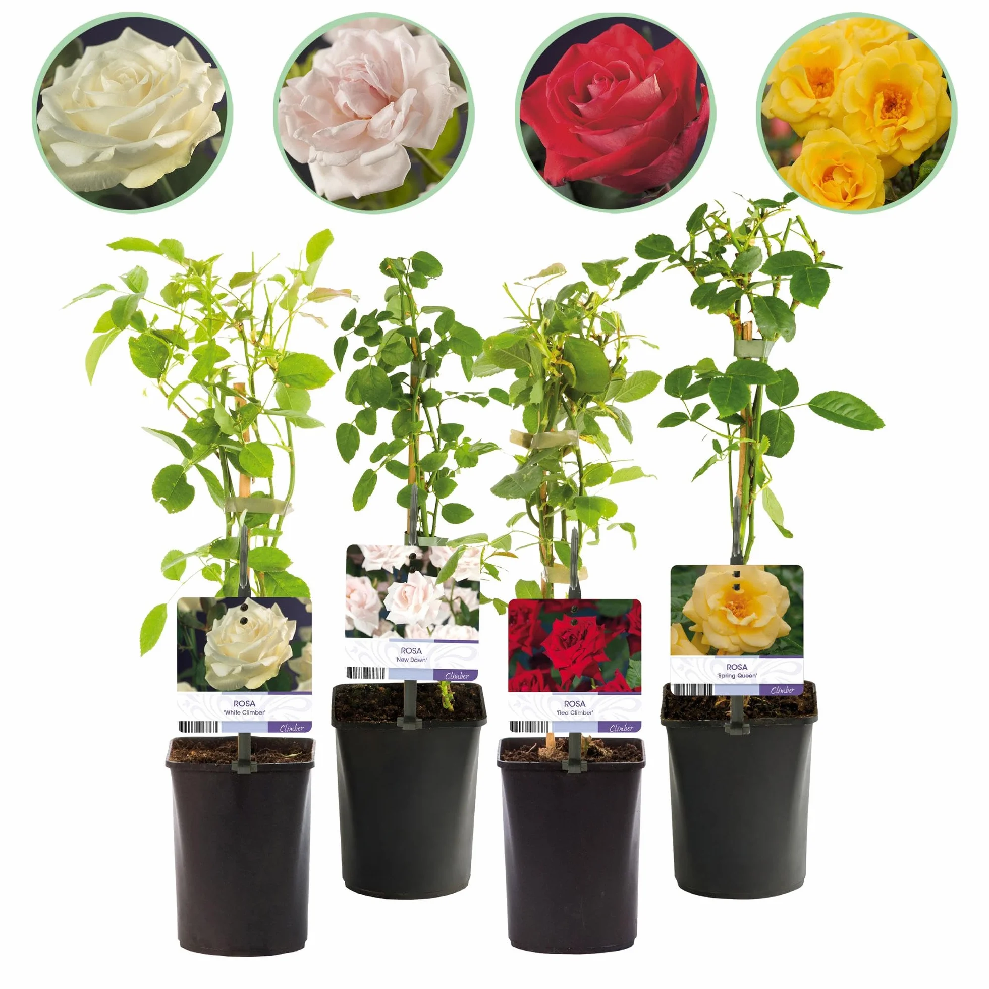 GreenboutiQ Rosier grimpant Rosa Rainbow Fleurs Rose Blanc Jaune Rouge 4 plantes Pot 11cm Hauteur 40cm