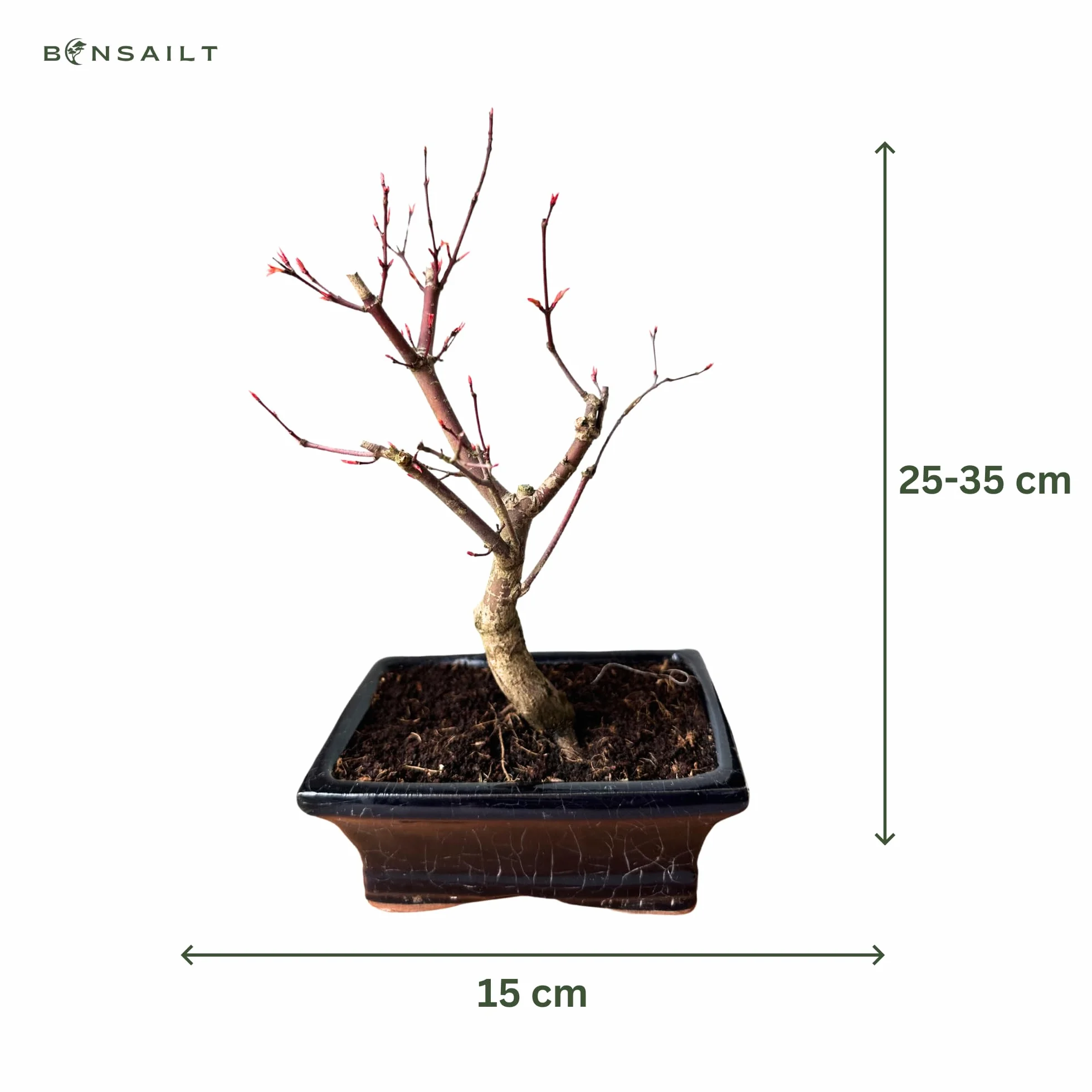 Bonsaï érable Japonais Acer Deshojo 25-30 cm P15