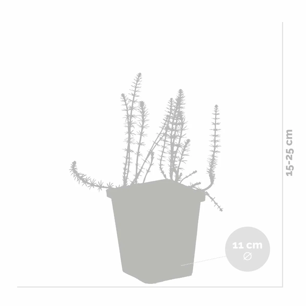 Bloomique Hippuris Vulgaris Plantes de bassin aquatiques Rustique Hauteur 10-20 cm Pot 11 cm