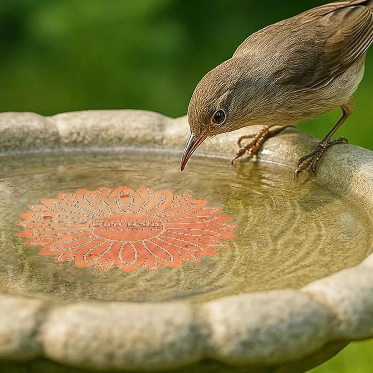 Disque cuivre bain oiseaux fleurs prévention algues jardin