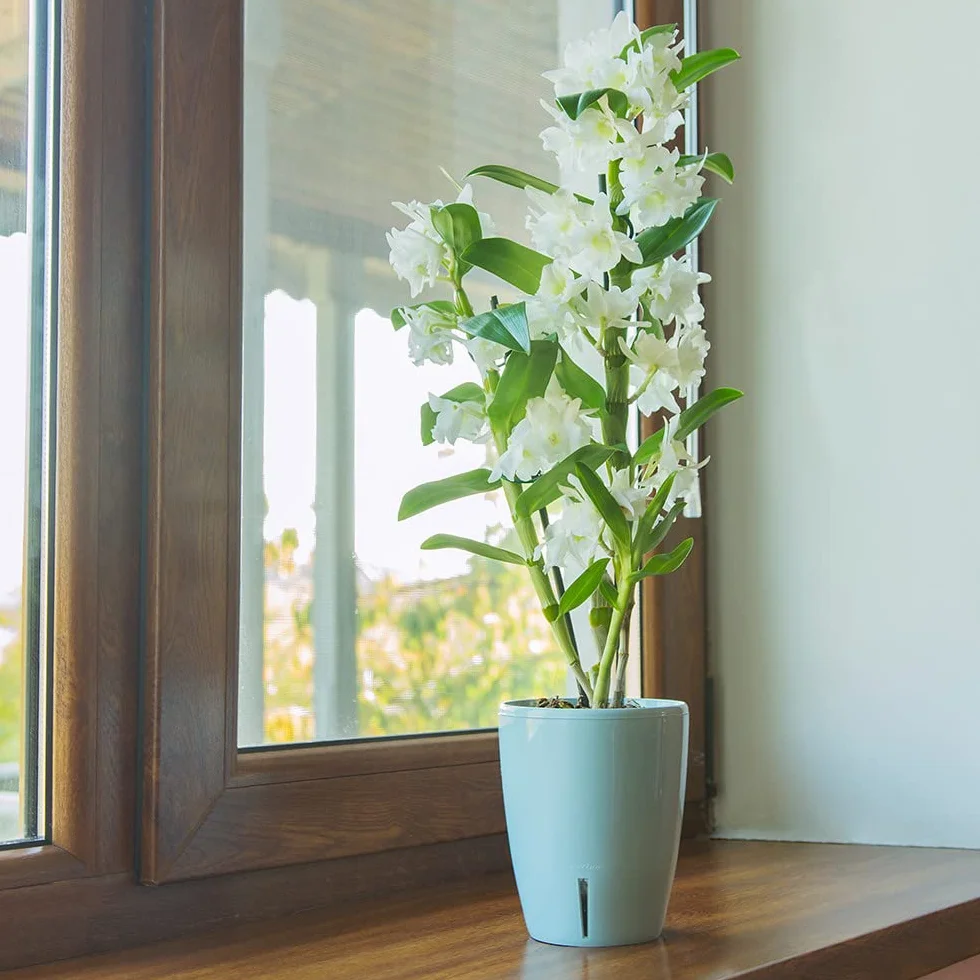 Santino ORCHIDEA Pot à Orchidée Arrosage Automatique 15 cm 2 L Transparent