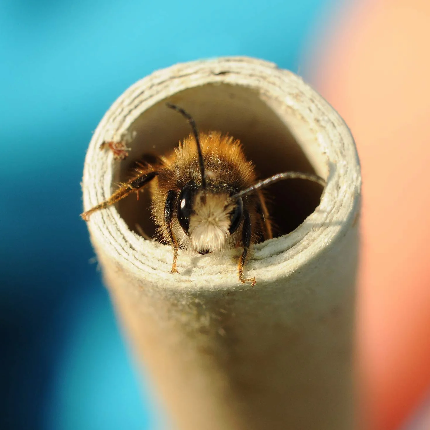 Lot de 200 tubes en carton de remplissage pour hôtel à insectes sauvages