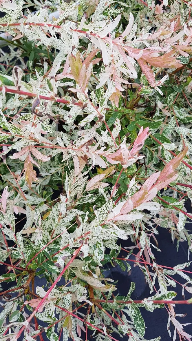Salix integra 'Hakuro-Nishiki' Saule crevette Conteneur 3-4 litres