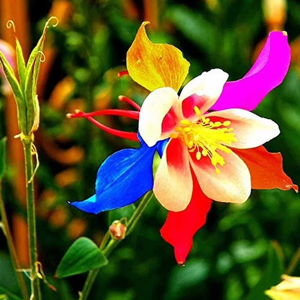 Aquilégie Graines 200 Pièces Mélange Multicolore Fleurs D'ancolie Rares Héritage