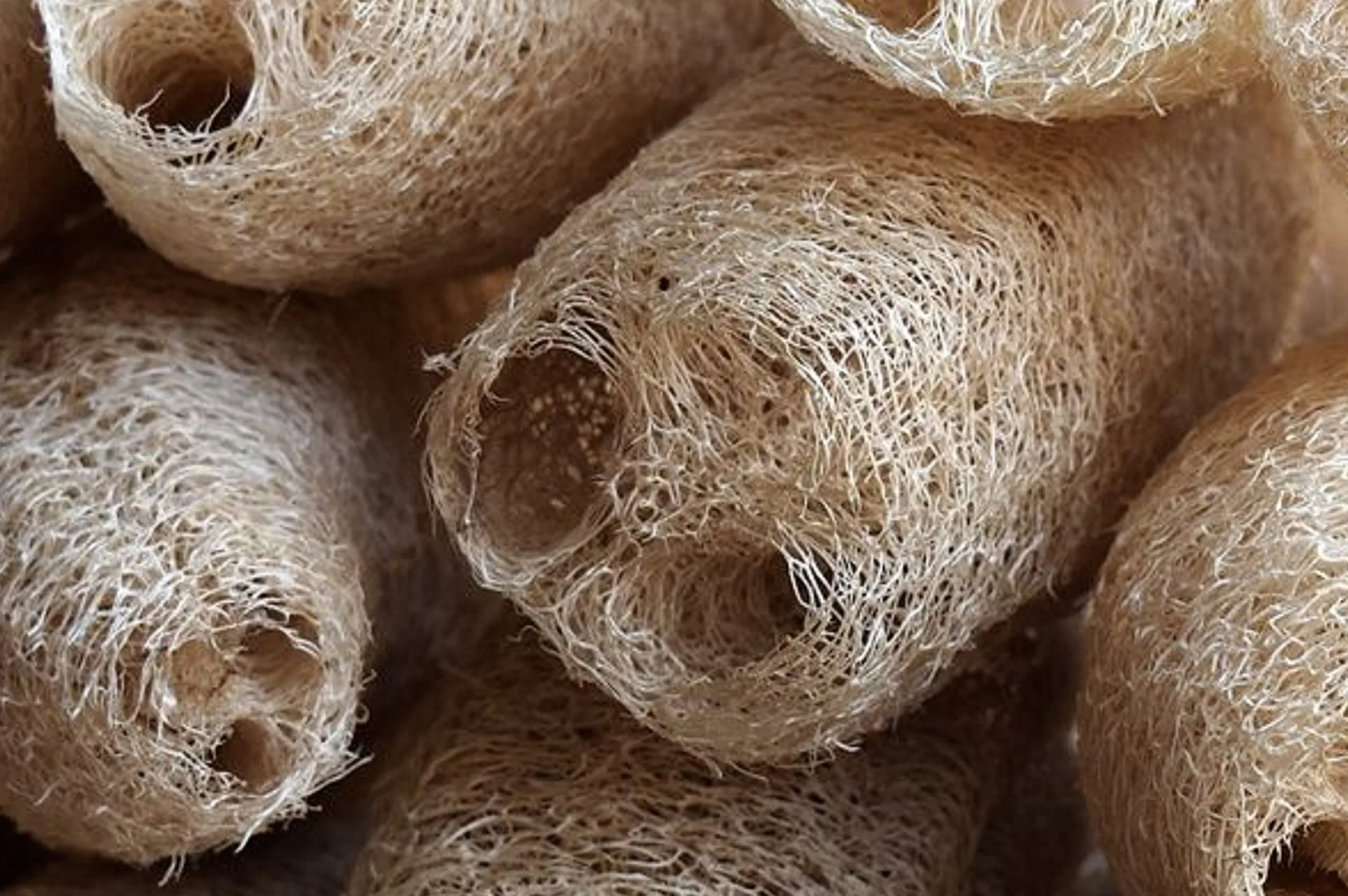 Graines de Courge éponge Luffa - éponge naturelle - semences paysannes