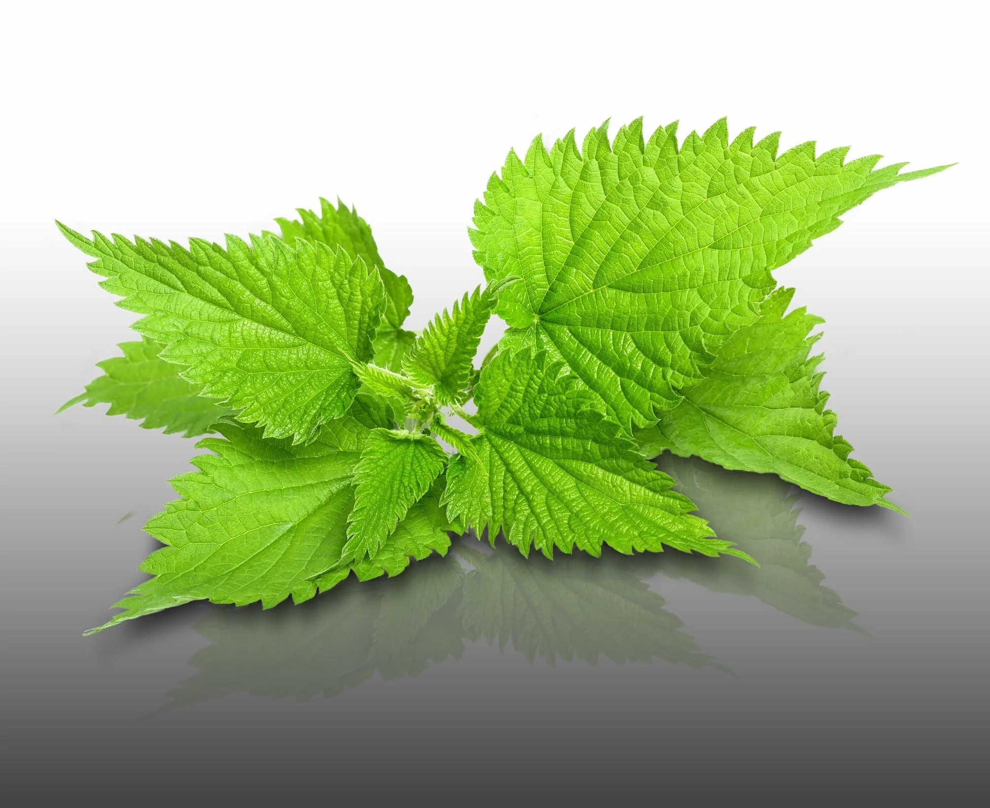 Le Grenier d'Abondance ORTIE Urtica Dioica - 500 graines à semer