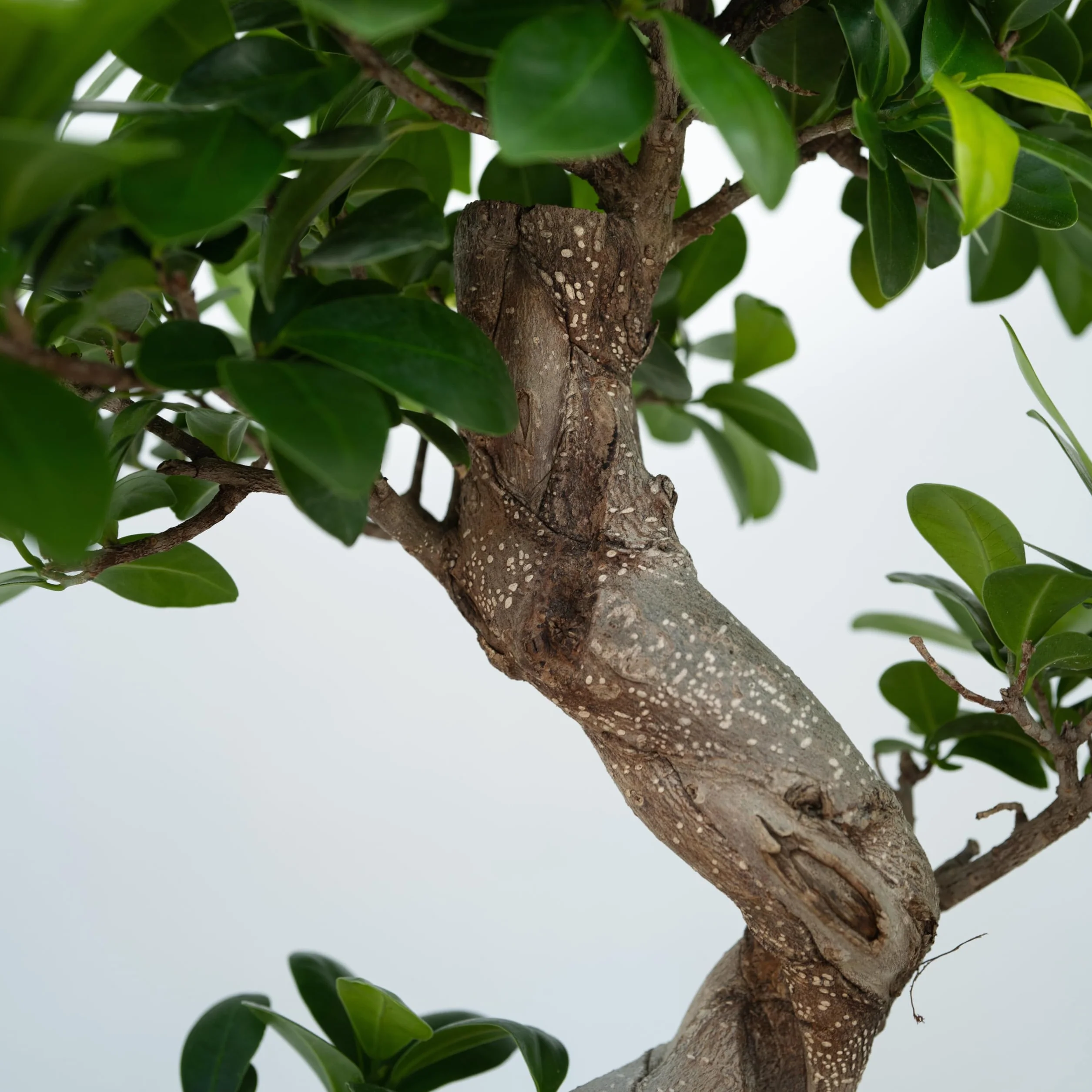 Ficus Ginseng en forme de S Bonsaï Japonaise Plante d'intérieur Pot 20cm Hauteur 55-65cm