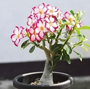Desert Rose Seed White Red B39 Violetcity Rosy B90 Rare Flower Seeds