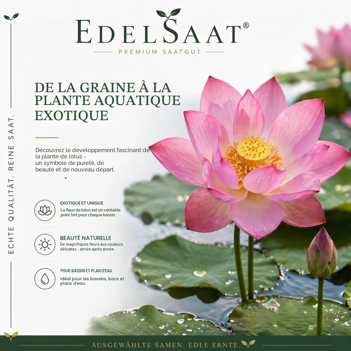 Nelumbo Nucifera Lotus Seeds – 30 graines de lotus premium, Résistant à l’hiver, Pour bassins et jardin