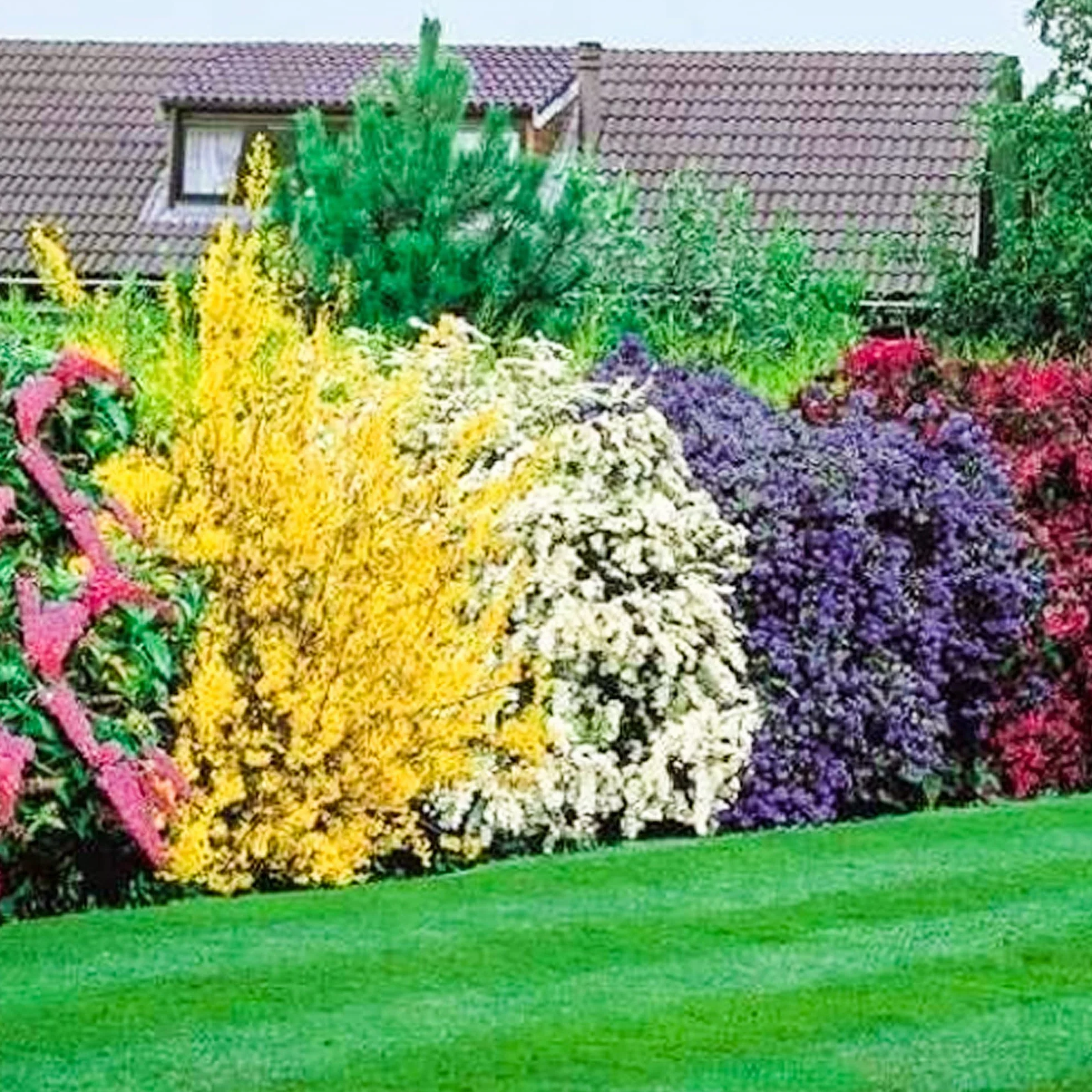 Mélange de 5 plants d'arbustes à fleurs pour jardin extérieur coloré toute l'année