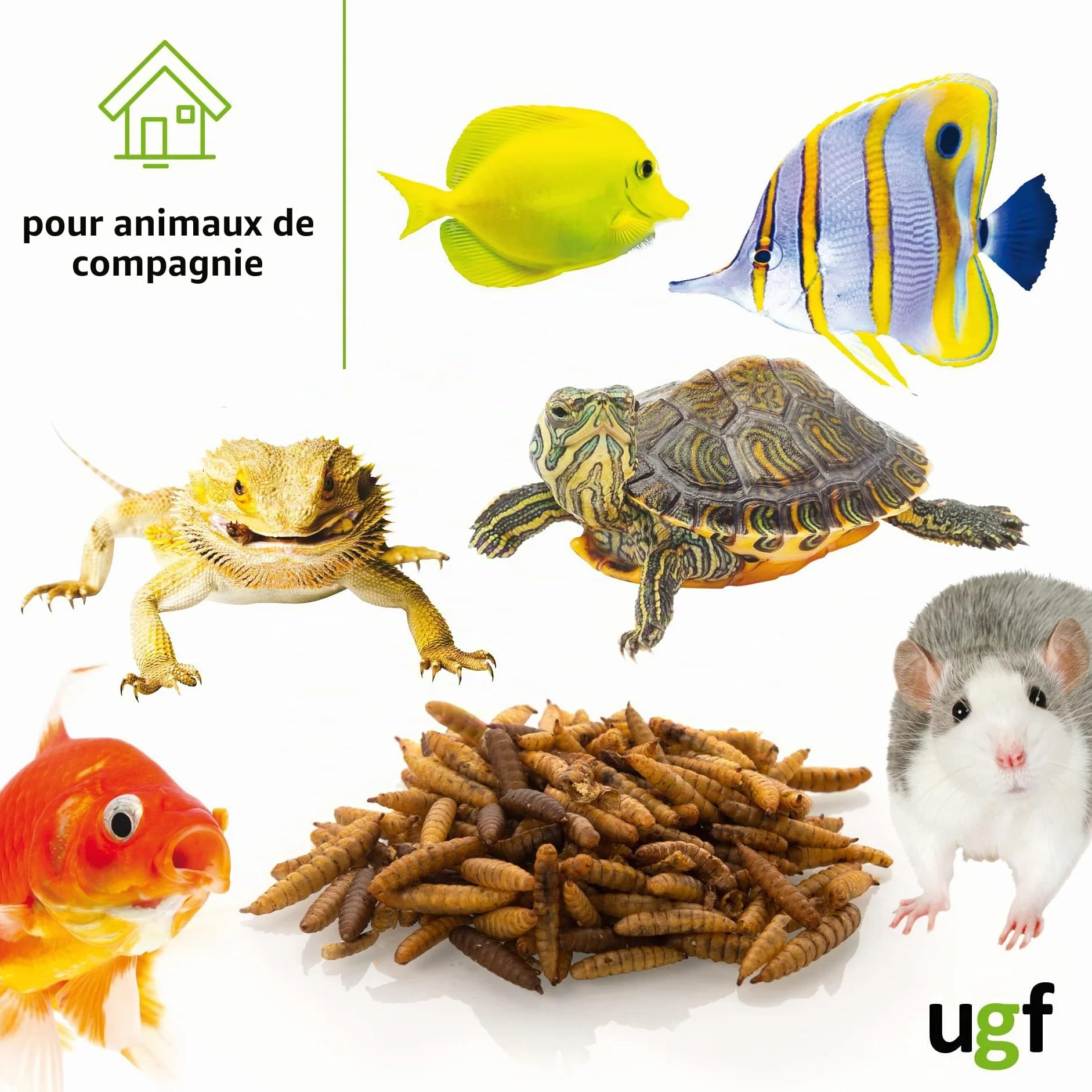 UGF Hermetia Mieux Que Les vers de Farine séchés 430 g Seau 3 litres 85 Fois Plus de Calcium Friandises pour Oiseaux Sauvages