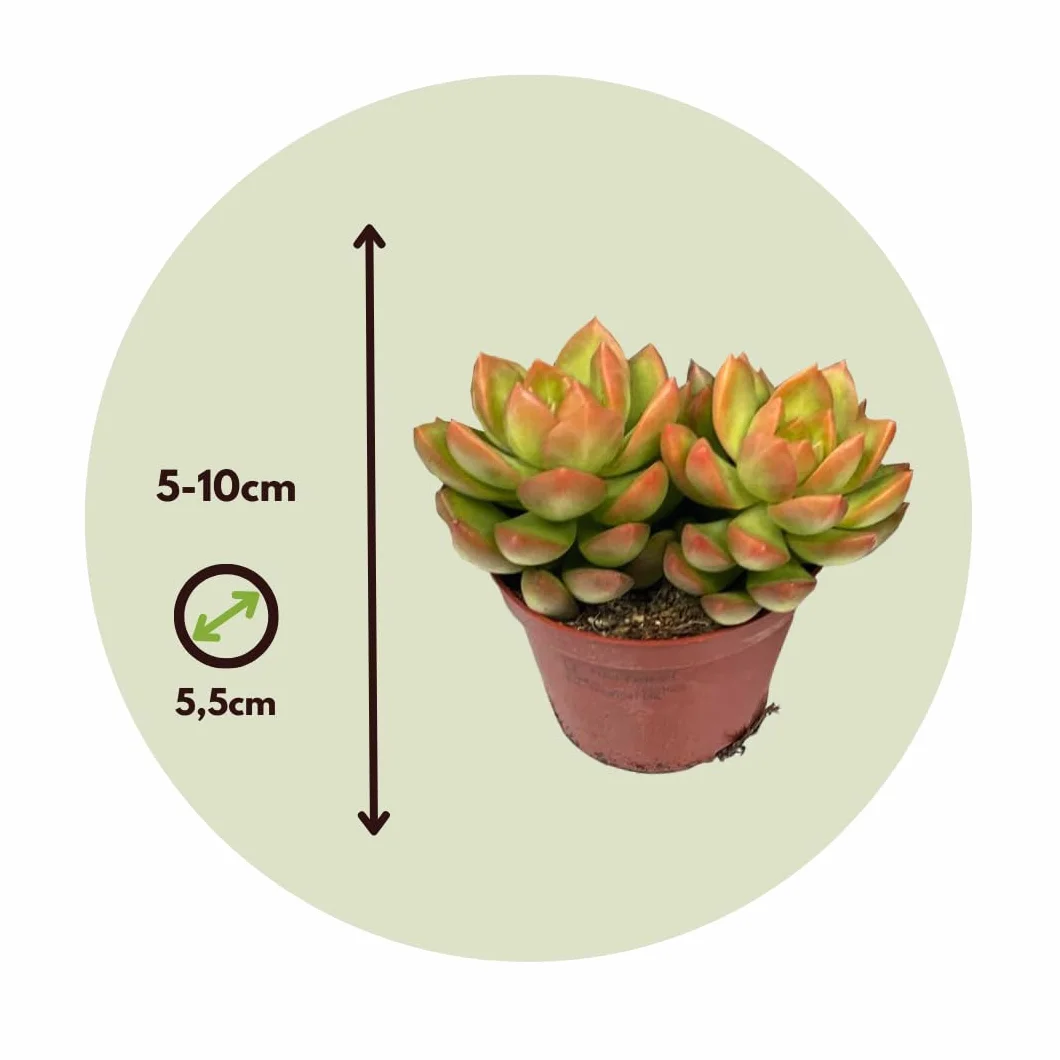 Succulentes Mélange 6 Pièces Plantes Réelles Pot 5.5cm Hauteur 5-10cm