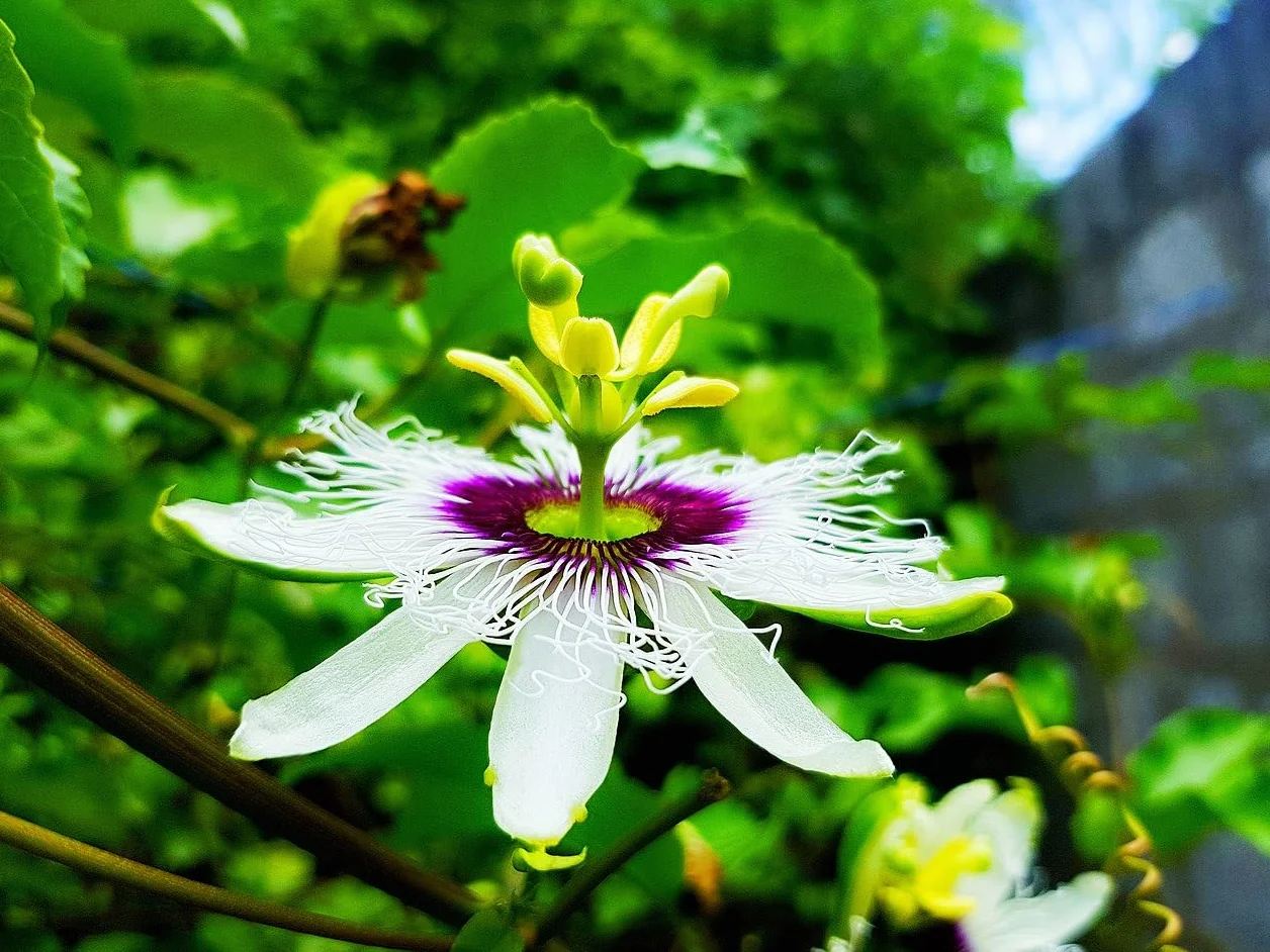 Fruit de la Passion Passiflora Edulis - 25 Graines Plante Grimpante Comestible
