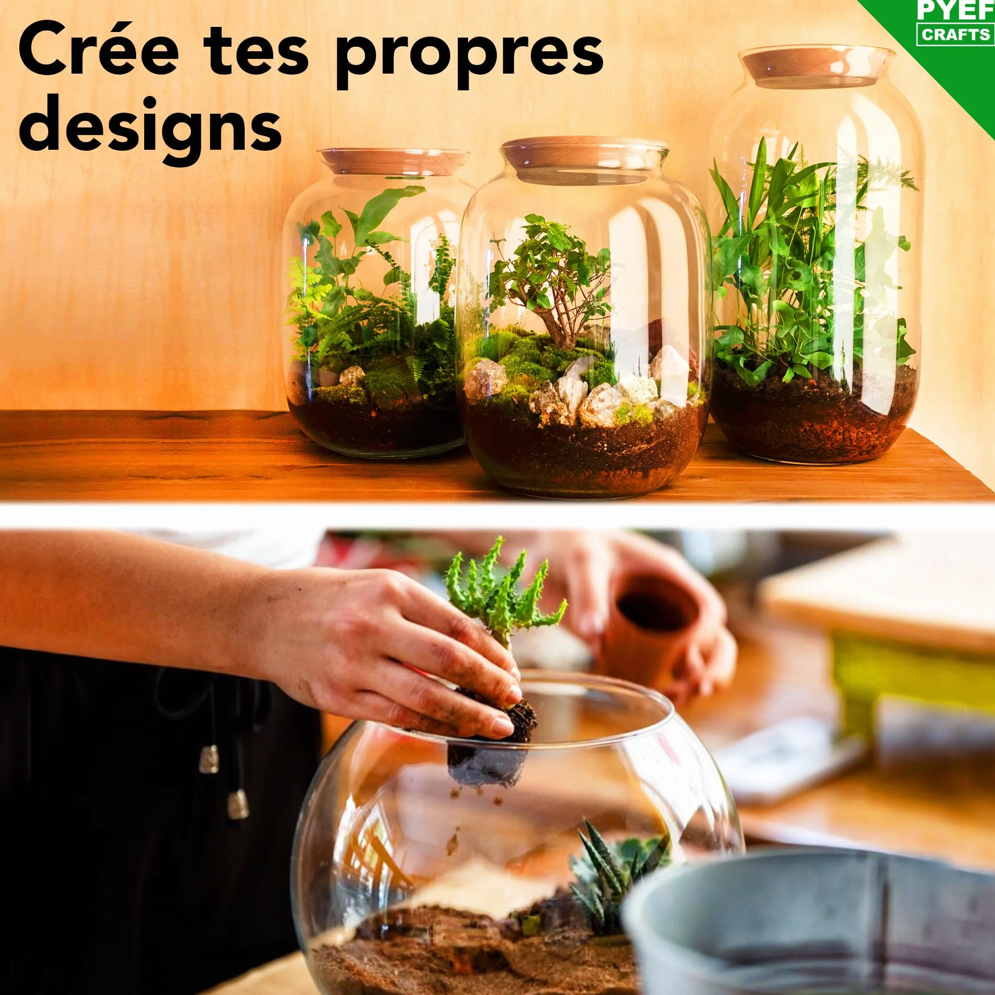 Kit Terrarium Plante DIY Prêt-à-Pousser Jardin en Bouteille XL