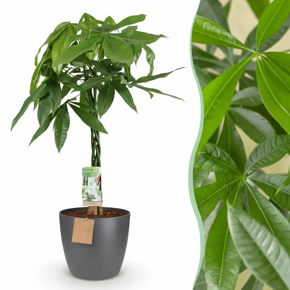 Pachira Aquatica Plante d'intérieur Arbre à monnaie Vert Pot 21cm Hauteur 75-85cm