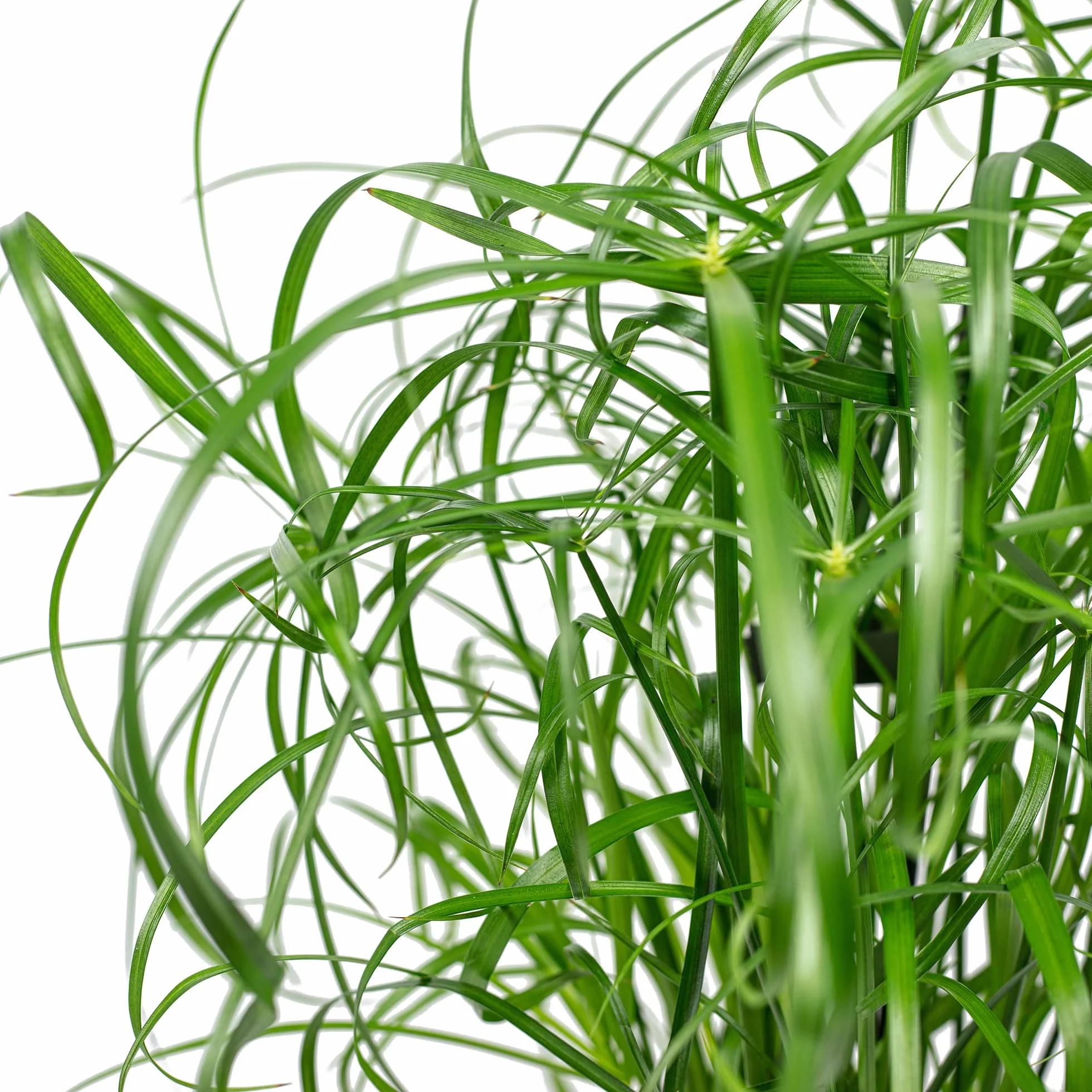 Cyperus alternifolius Papyrus alternifolié plante d'intérieur 60 cm pot 14 cm