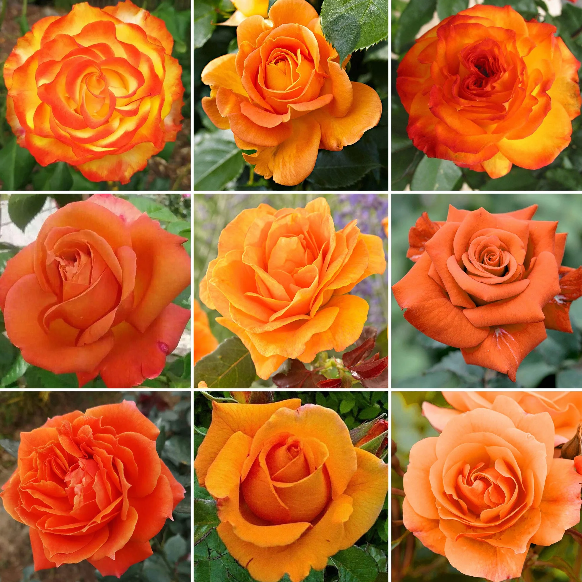 Rosier Orange en pot – Rosiers de jardin haut de gamme avec fleurs colorées en été