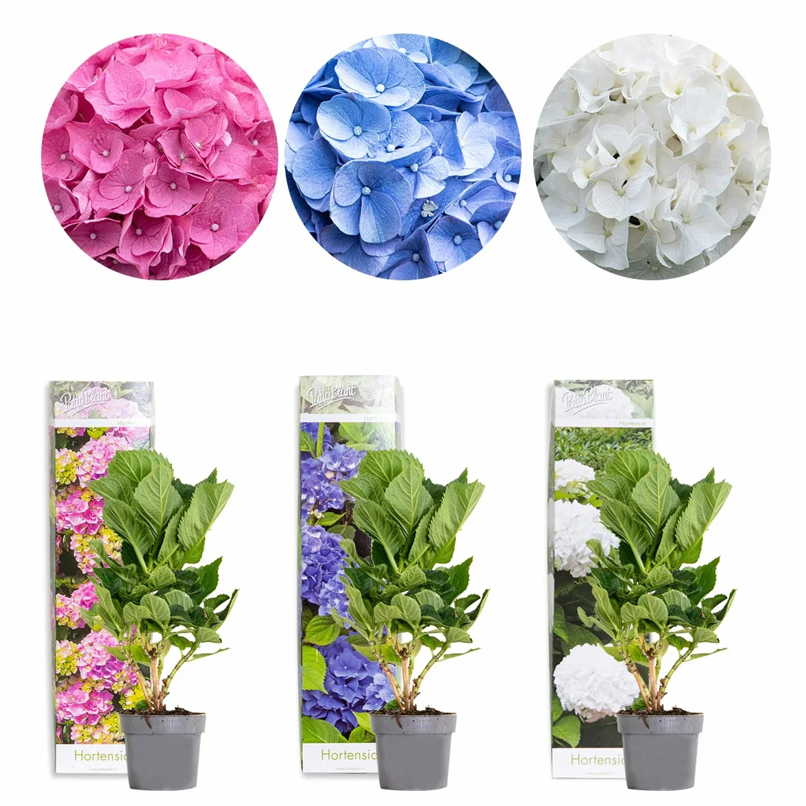 Bloomique Hydrangea Macrophylla Mélange 3 Rose Bleu Blanc Hortensia Commun Plantes de Jardin Rustique Hauteur 20-30 cm Pot 10,5 cm