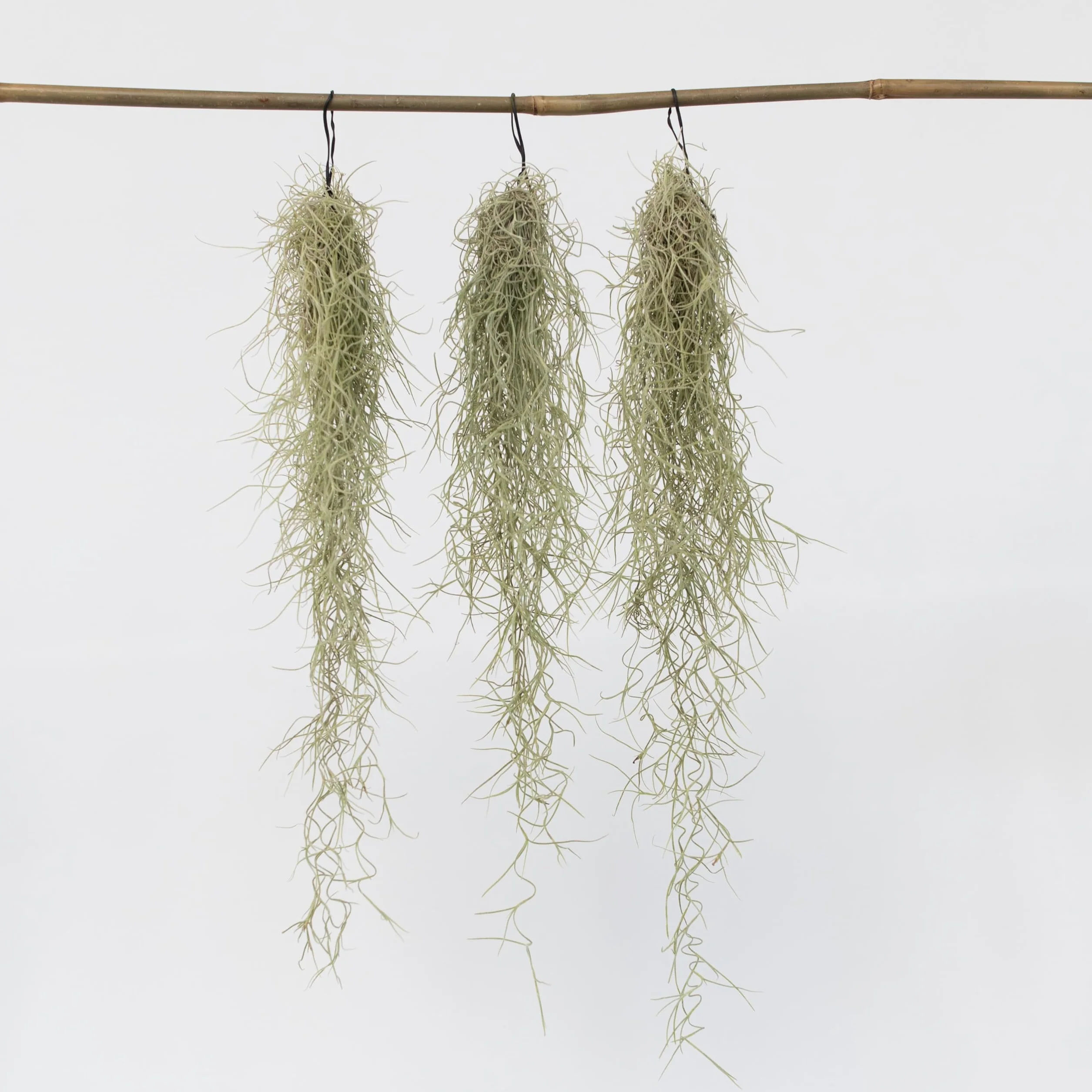 Tillandsia Usneoides 'Mousse espagnole' - Set de 3 - Plante d'ambiance d'intérieur - Hauteur 25-40cm
