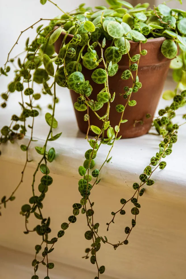 Bloomique Callisia repens Plante tortue d'intérieur 10-20 cm Pot 12 cm