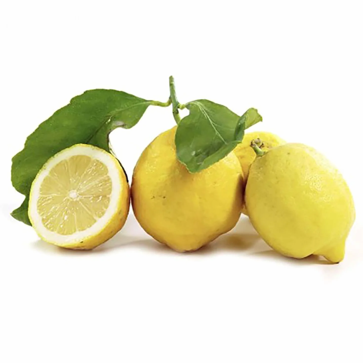 SAVINI VIVAI Citronnier de Sorrente Ovale en Pot 35 cm Hauteur 150-180 cm 6-7 Ans