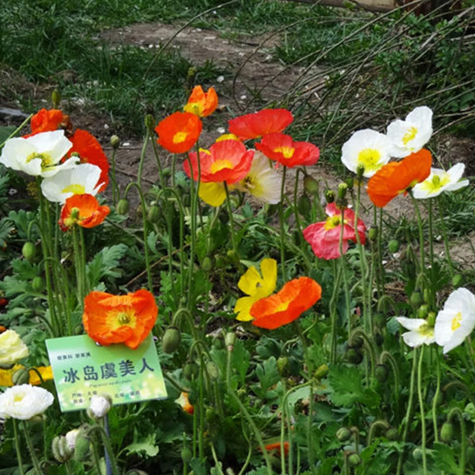 Graines De Papaver Rhoeas, 500 Pièces, Annuelles, Bonne Récolte, Graines De Fleurs De Jardin