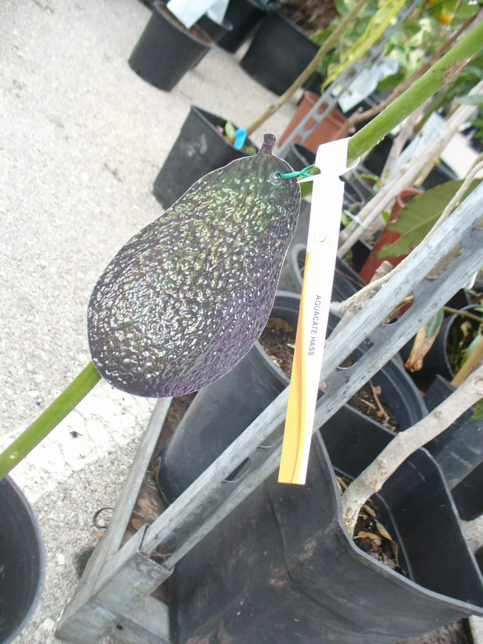 Avocatier greffé 120-140 cm