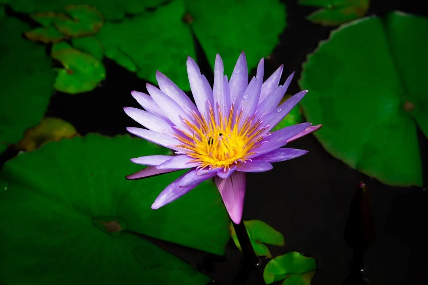 Lotus Lot de 40 pièces pour mini étangs, bols et chambres
