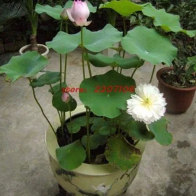 SEEDSOWN Nénuphar Seeds 5 Pcs Aquatic Jardin Décoration