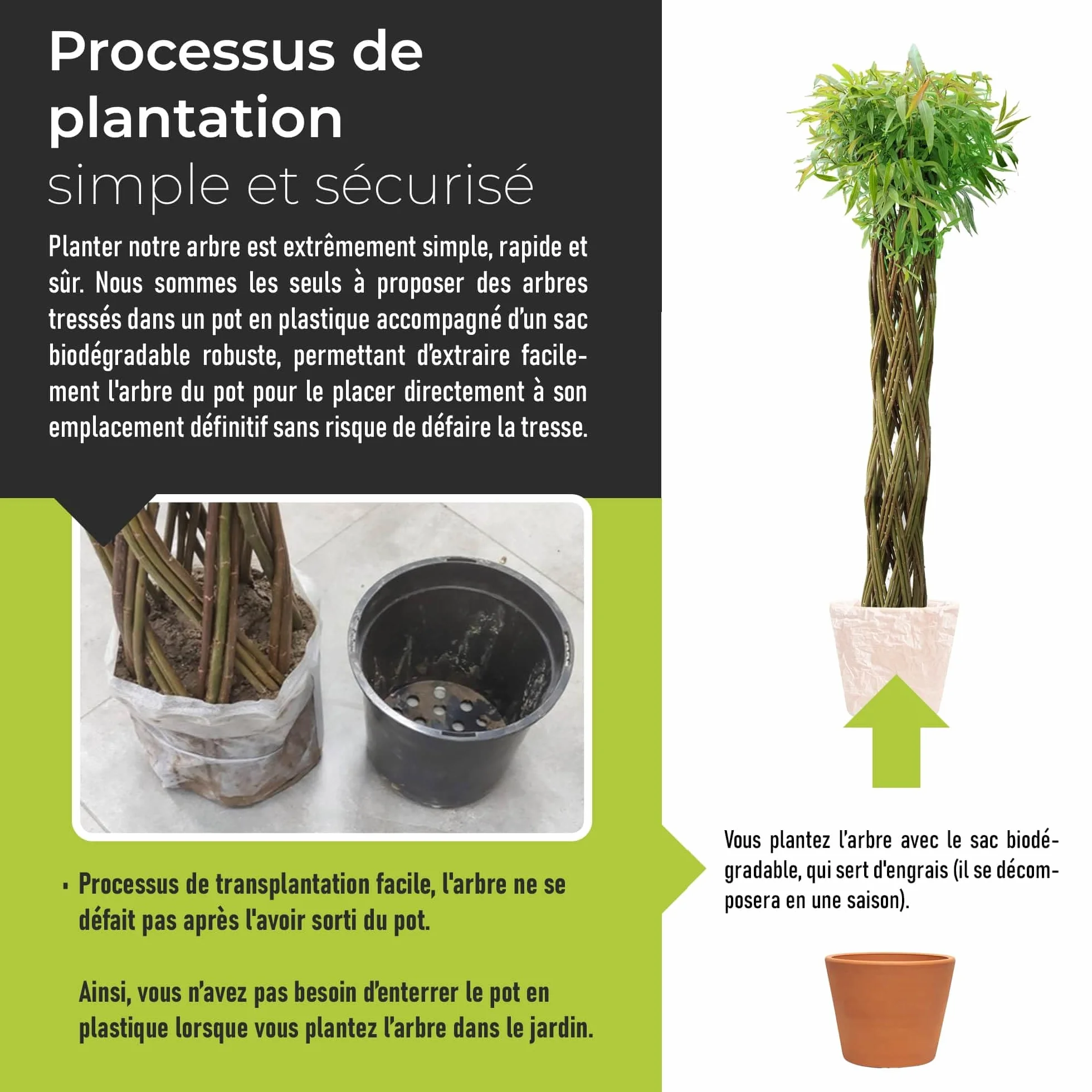 Saule tressé Arbre osier 150 cm - Résistant à l'hiver, Facile d'entretien, Plante décorative pour jardin, balcon, terrasse