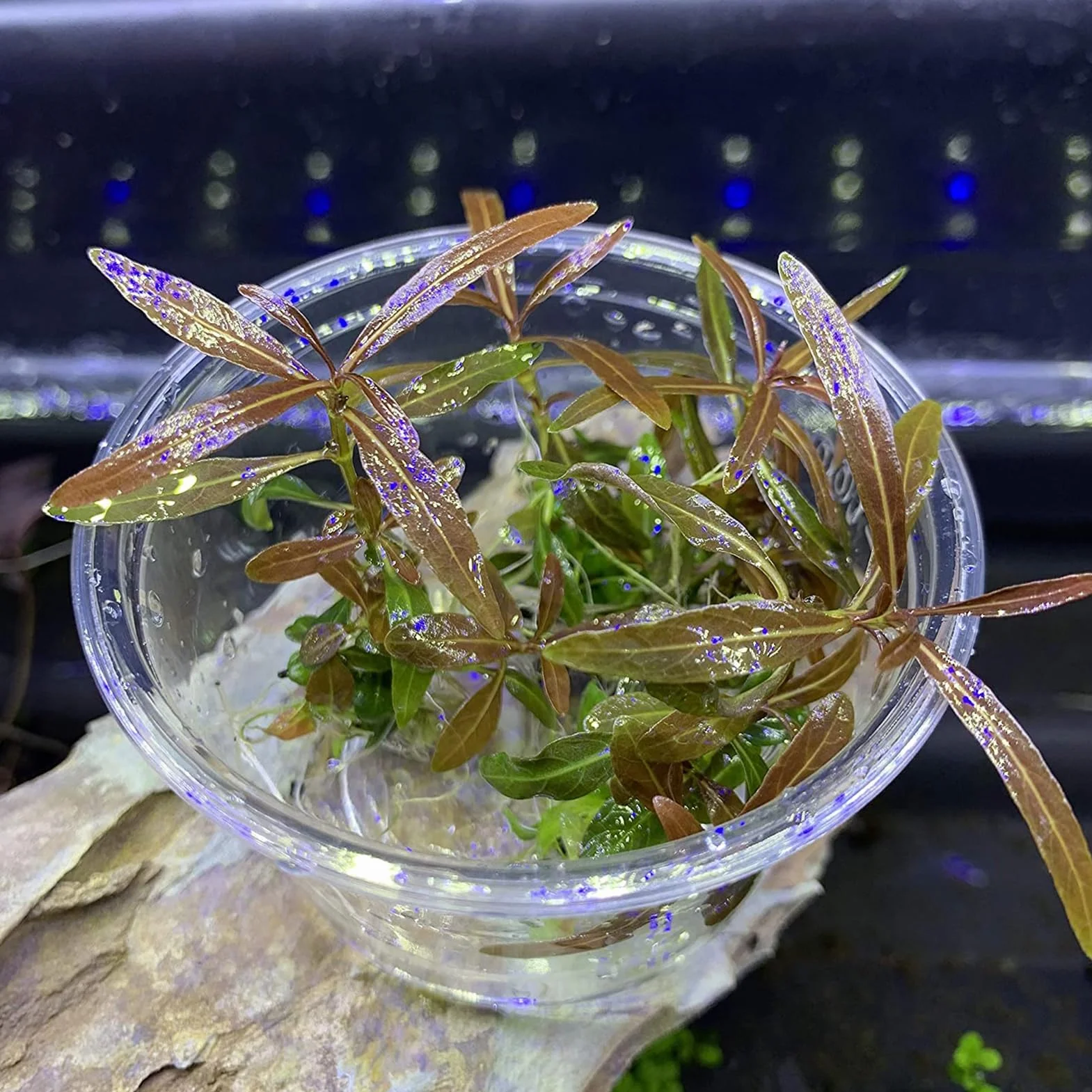 Graines de Potamogeton Crispus 100pcs Plantes aquatiques hygrophiles pour étang