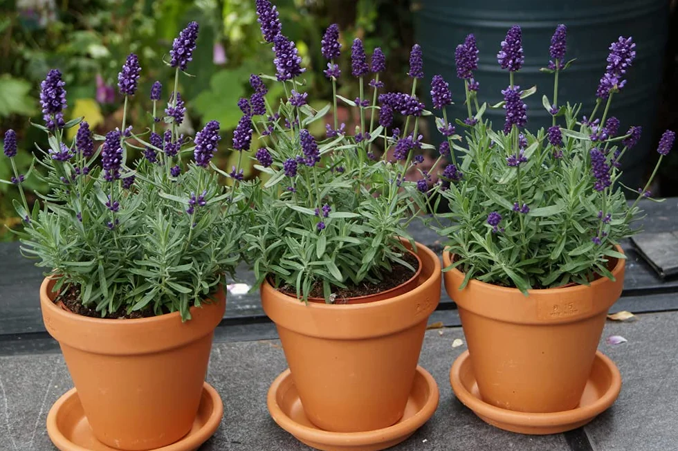 Bloomique Lavandula Angustifolia Plante de lavande Résistante au gel Hauteur 15-20 cm Motte 7 cm