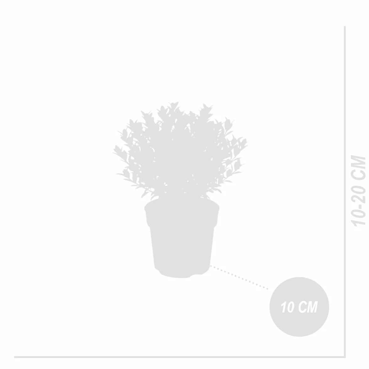 Ilex crenata Jenny - Houx japonais - Lot de 6 - Plante rustique - Hauteur 10-20 cm - Pot 10 cm