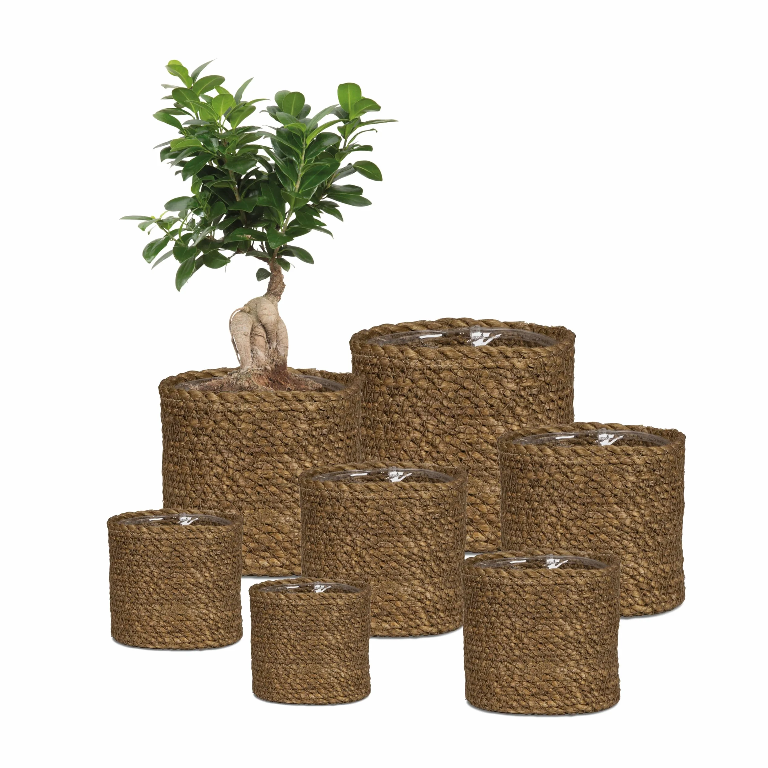 Scheurich Jonc de mer 26 Jardinière Osier 26 cm 23,5 cm 13,1 l Marron