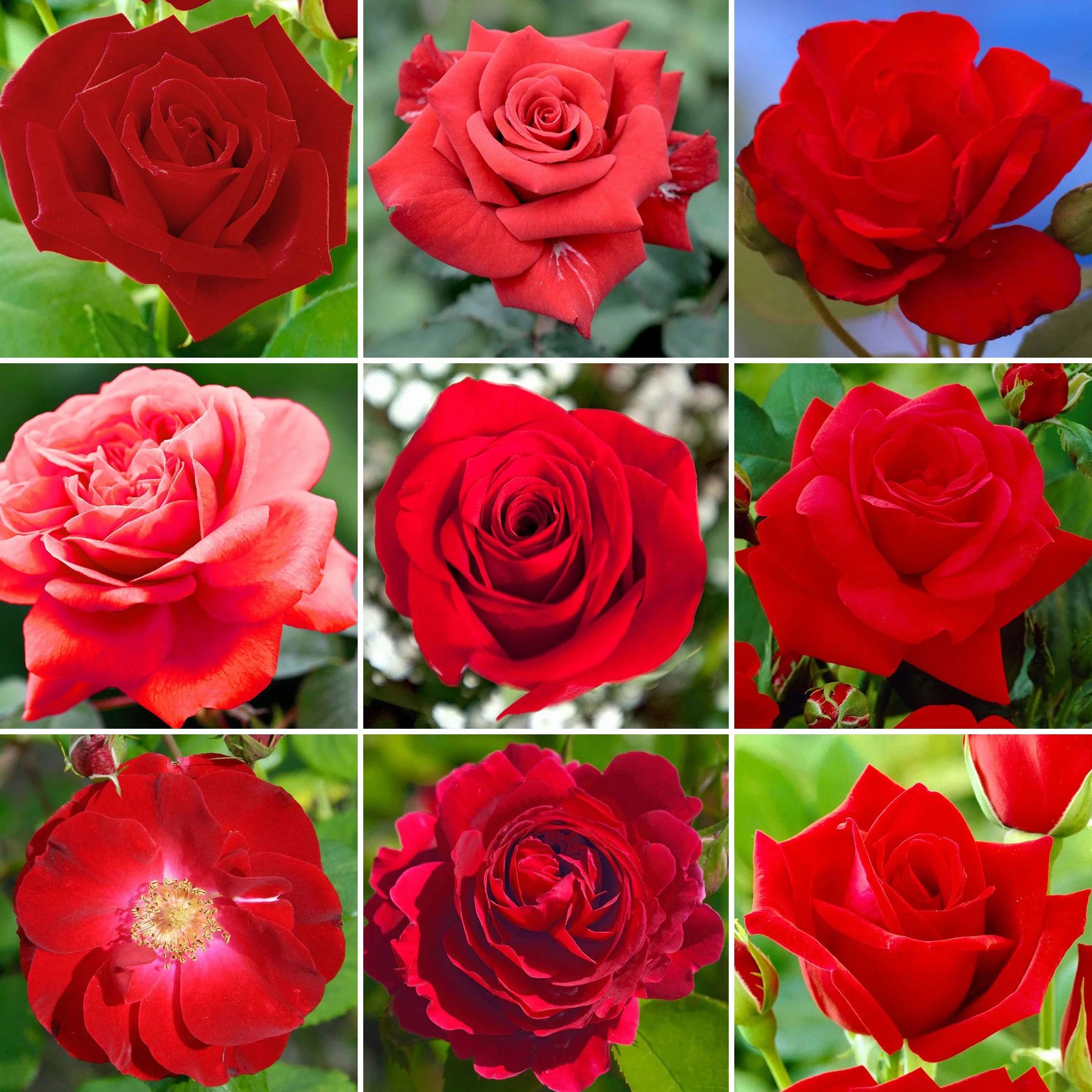Rosier Rouge en pot | Rosiers de jardin haut de gamme fleurs colorées été