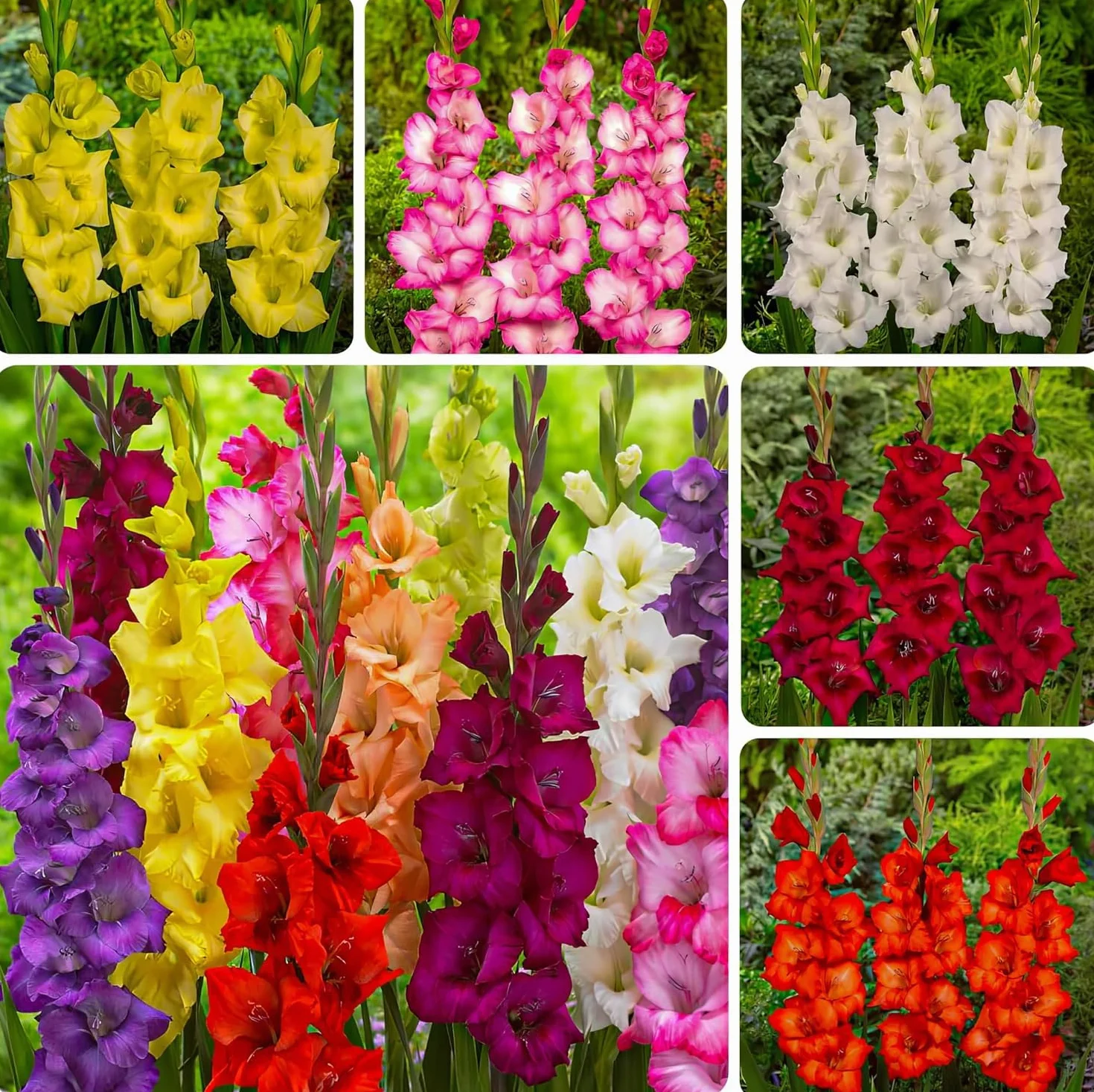 Gladioles Bulbes Collection 50 Bulbes de Fleurs à Planter Exterieur Plantes Vivaces Rustique Hollande
