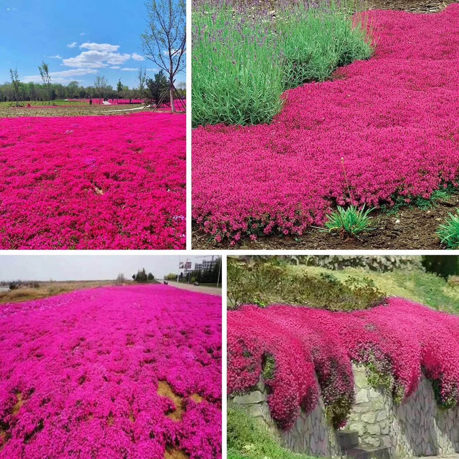 Graines de thym rampantes multicolores 200 pièces outil de jardinage