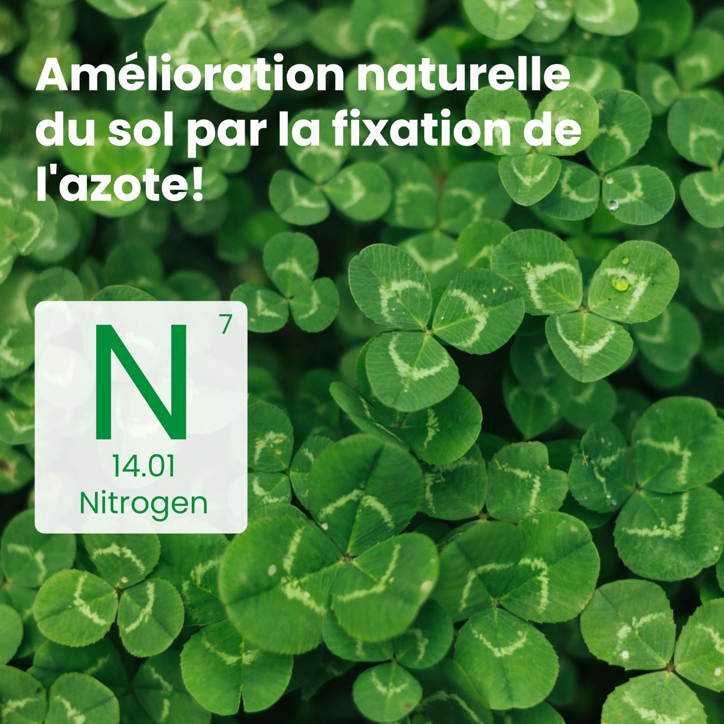 LERAVA® Trèfle blanc 50 m² Fixateur d’azote naturel Couverture strisciante Améliore la fertilité du sol Pour pelouses et jardins