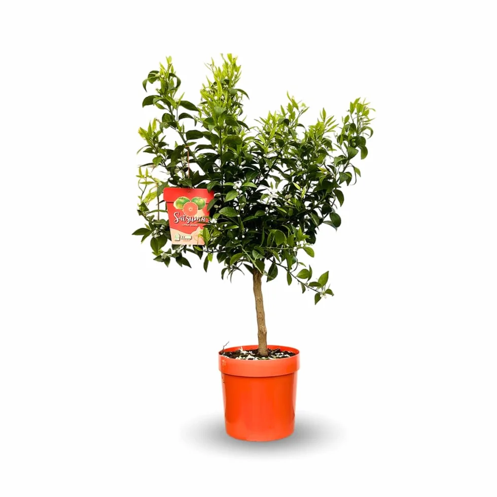 Attitude Jardin Mandarinier Satsuma Citrus Unshiu Arbre Fruitier 75-85 cm ⌀ 22 cm Résiste au Gel