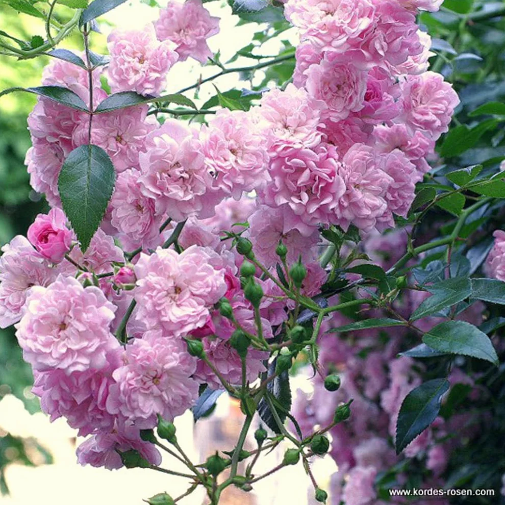 Rosier 'The Fairy' pot 25-30 cm - Rosa couvre-sol pour jardin