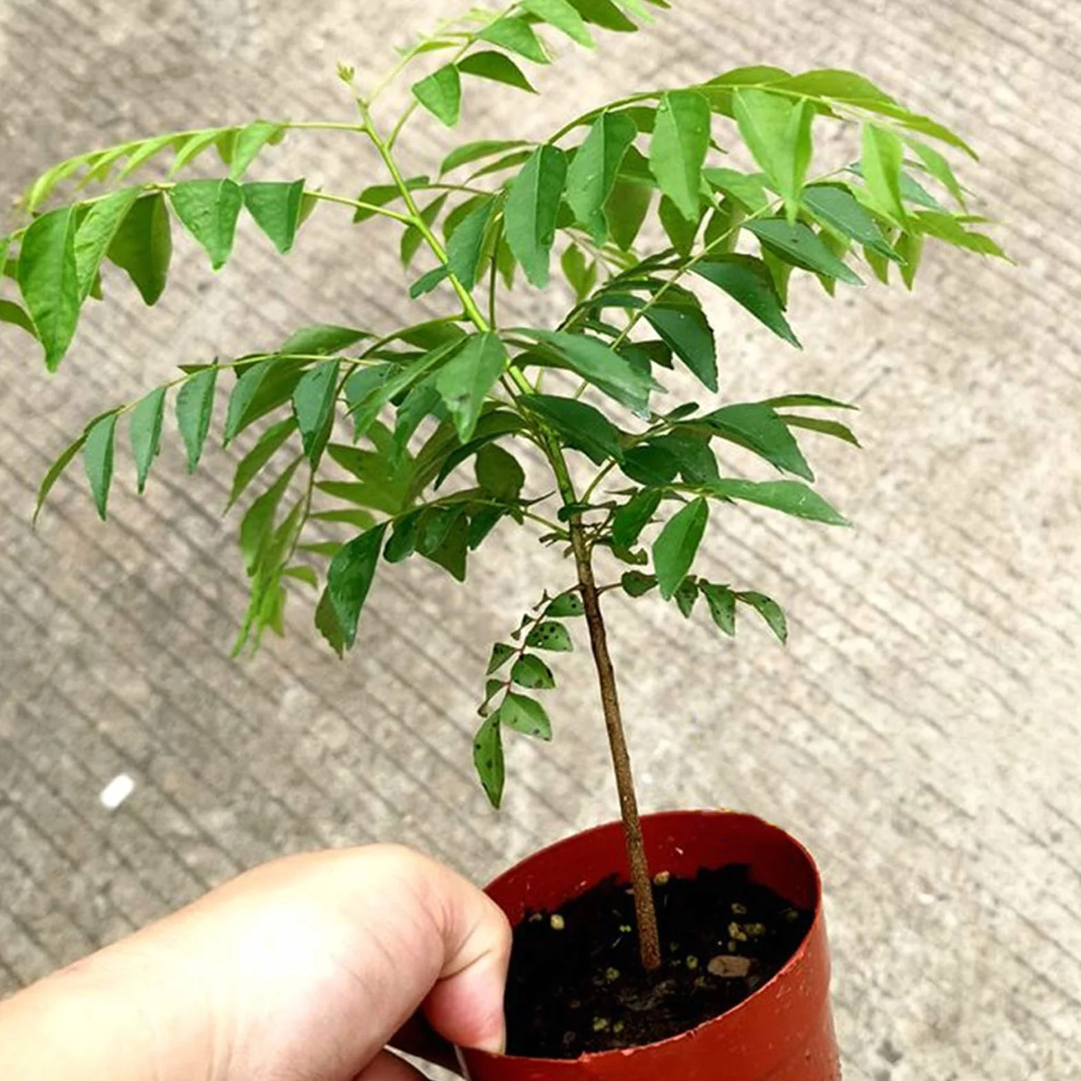Graines De Curry Faciles à Entretenir Haute Germination 300pcs Plantes D'intérieur