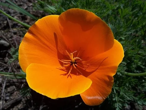 Pavot de Californie Graines de fleurs 1000 Orange