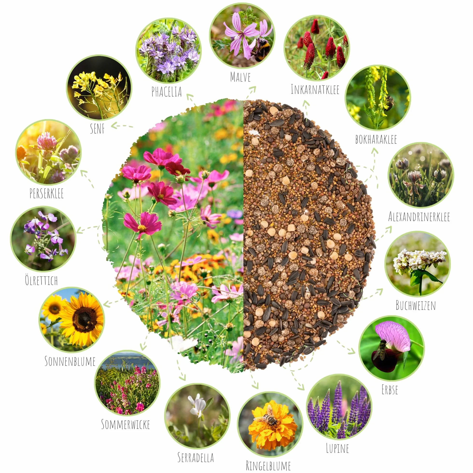 Graines de prairie colorées 100 g pour abeilles et papillons - Fleurs sauvages multicolores riches en nectar